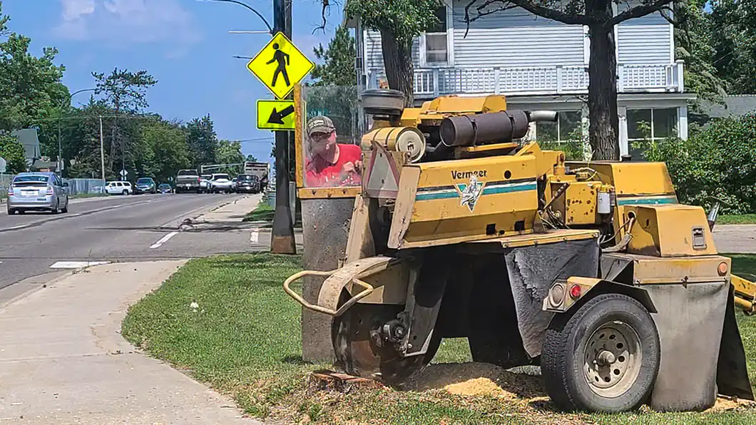 WoodChucks Vermeer stump grinder cutting down a boulevard stump in Bemidji, with fresh grindings piled at the base